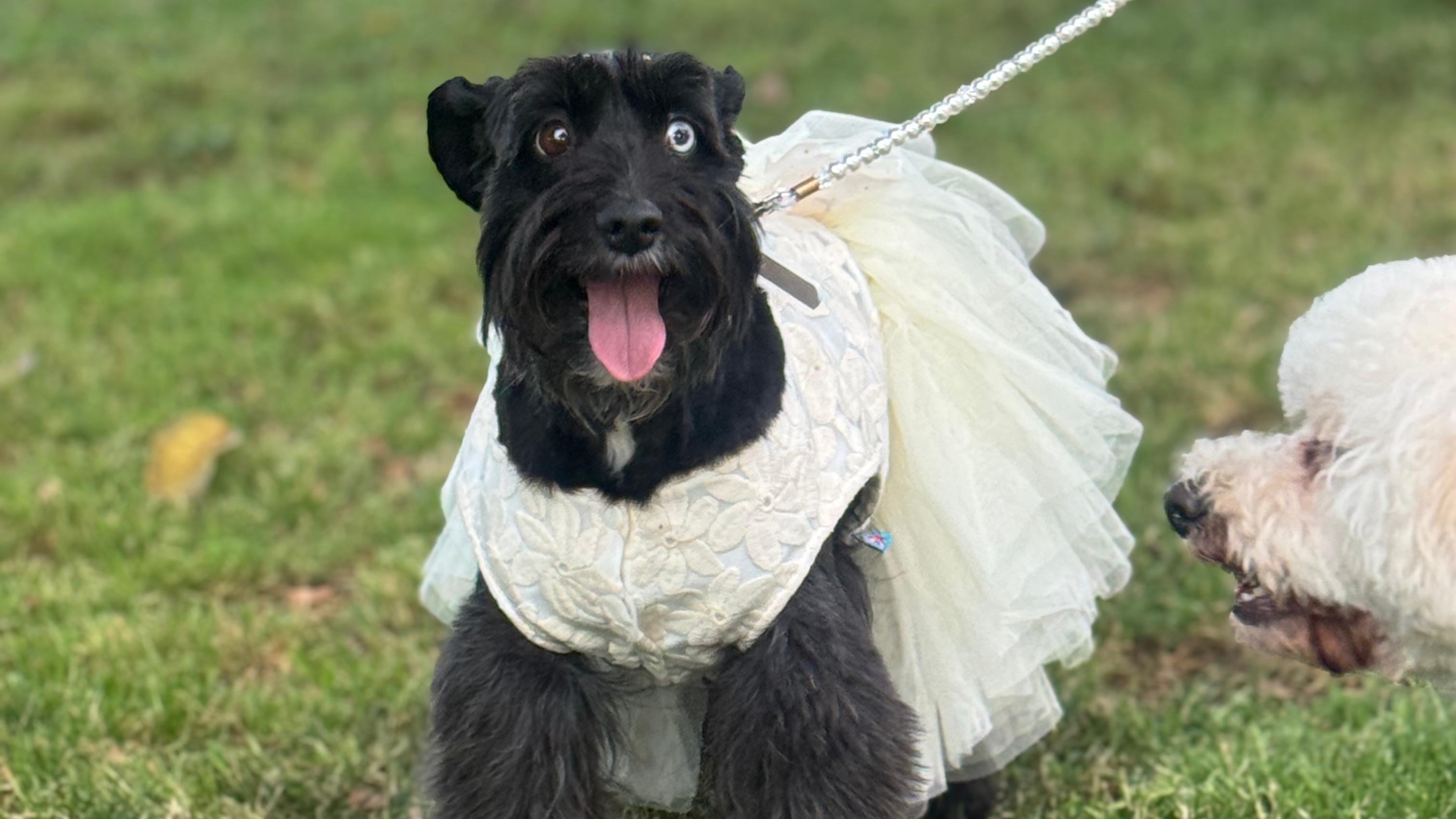 Foto 1 de Patoteca Weddingsitter - Accesorios para Novias