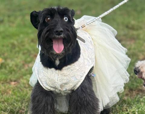 Patoteca Weddingsitter - Imagen 1